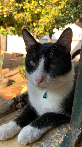 Miau
